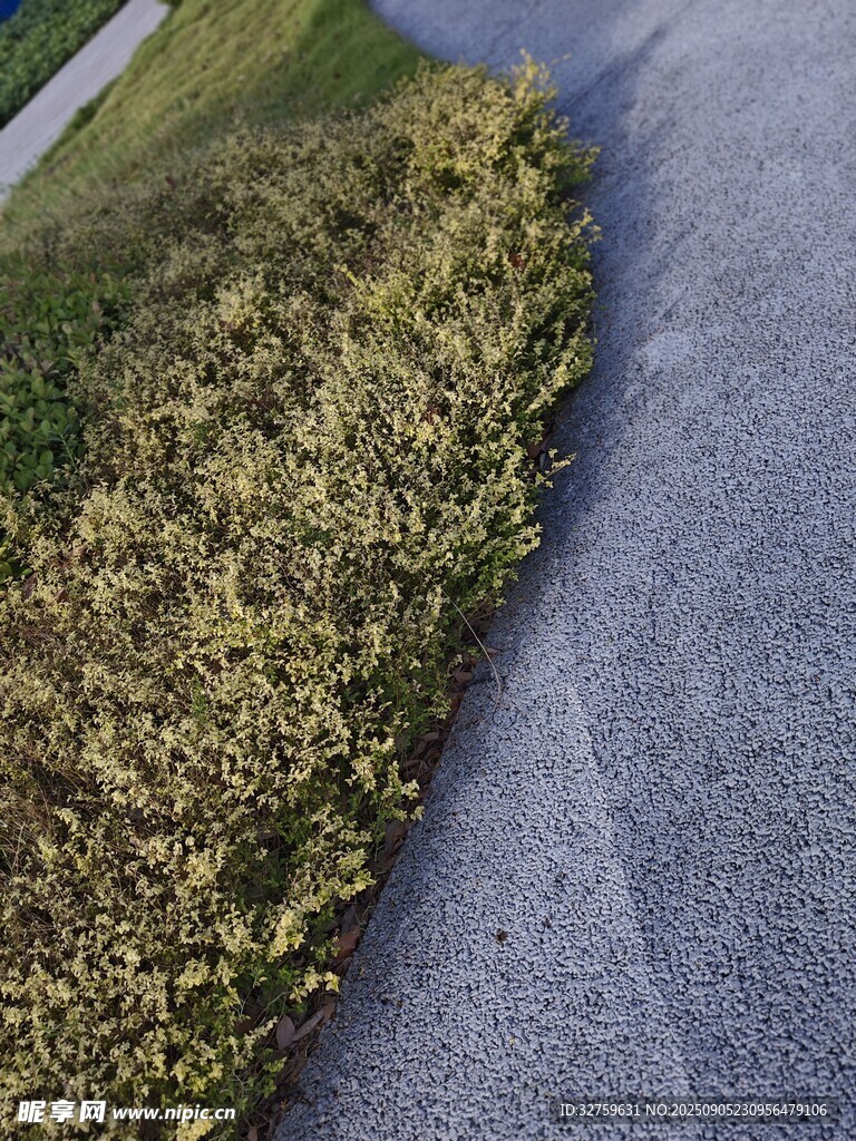 路邊枯黃草地與灰色路面
