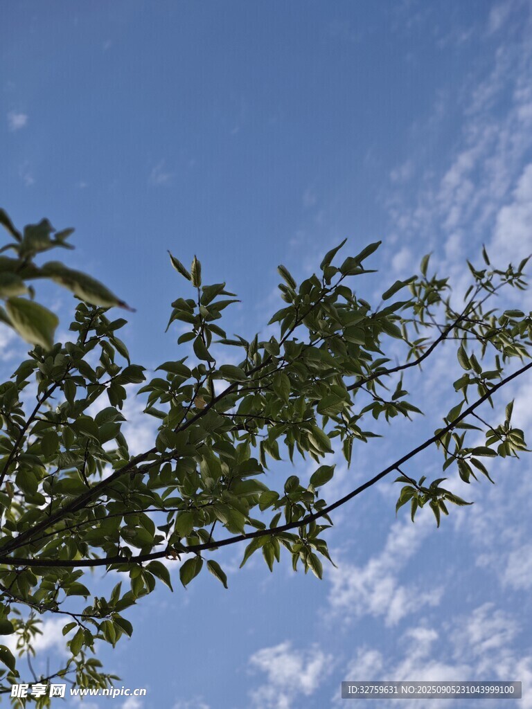藍(lán)天映襯下的繁茂枝葉