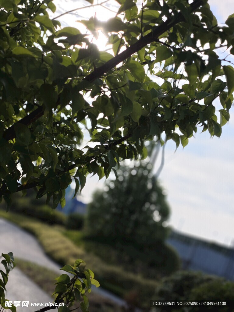 透過枝葉看戶外景致