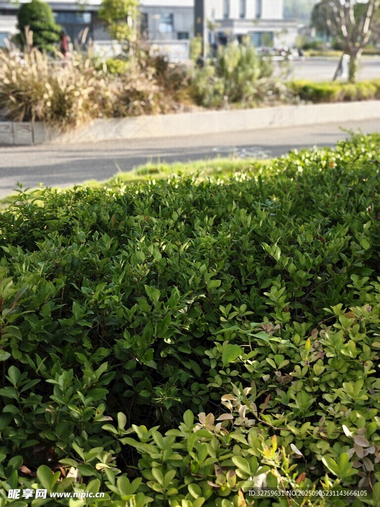 路邊整齊的綠色灌木叢