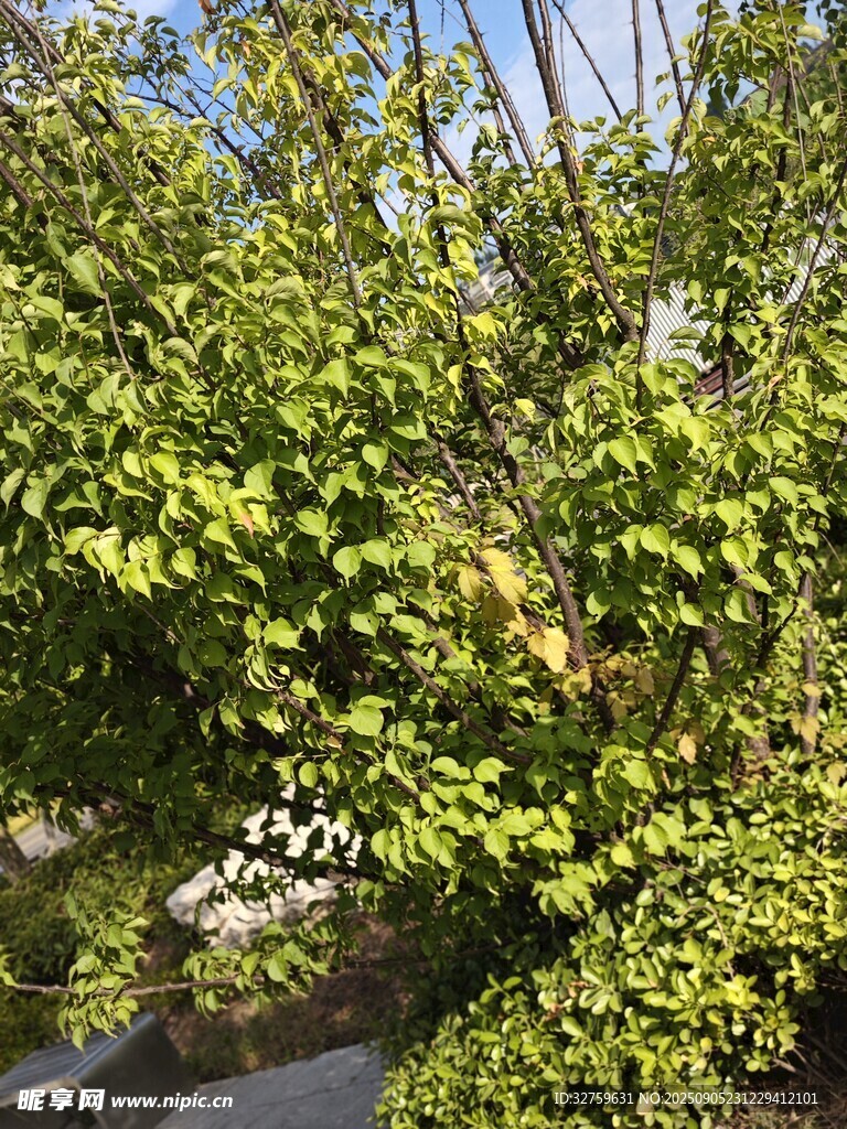 綠葉繁茂的樹木景觀