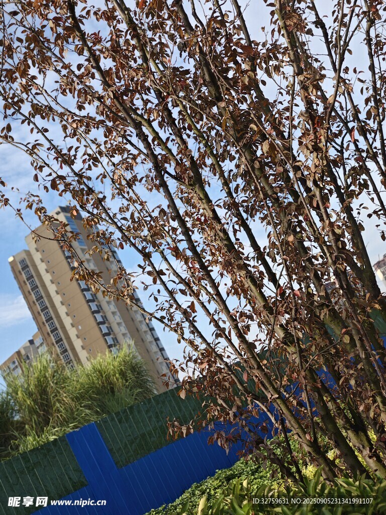 春日繁花與遠(yuǎn)處高樓景觀