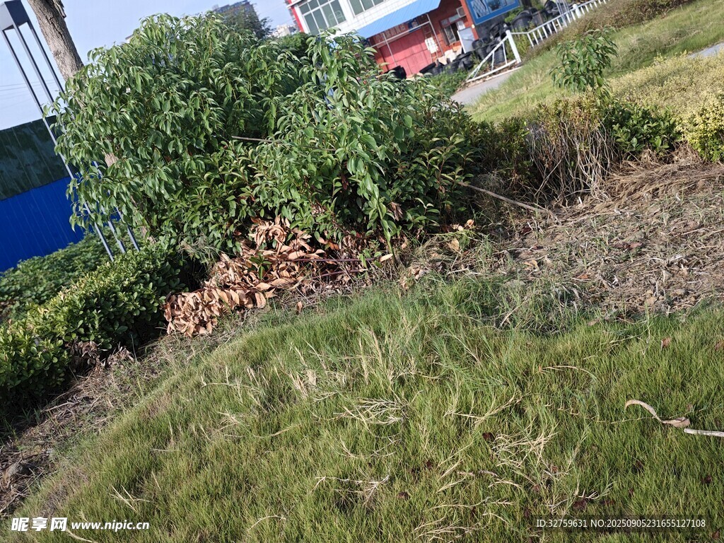 戶外綠植與地面景觀