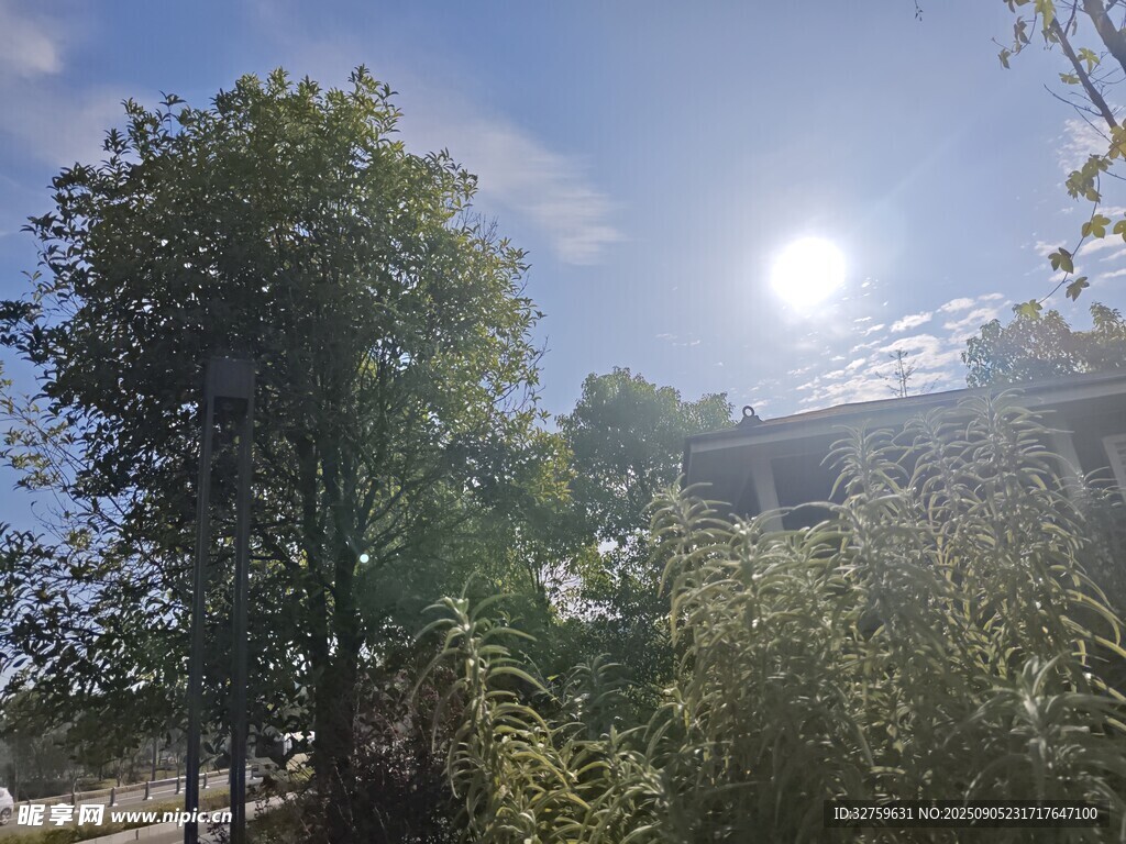 陽光照耀下的戶外綠植景觀