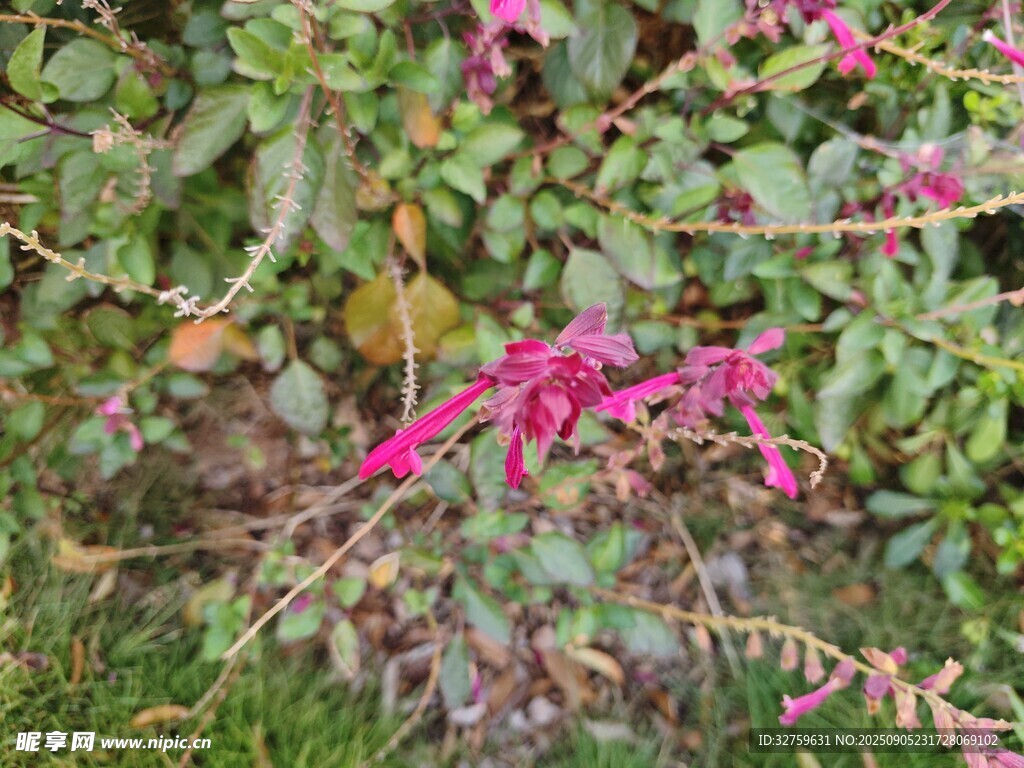 粉色花卉點綴綠色植物