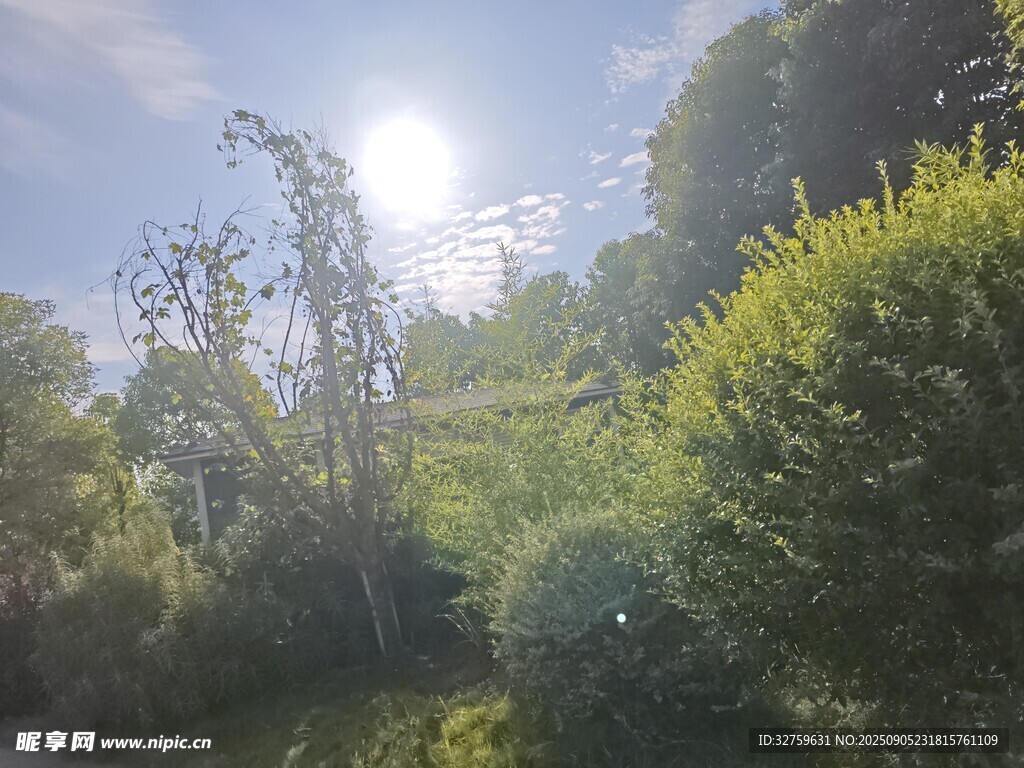 陽光照耀下的蔥郁山林