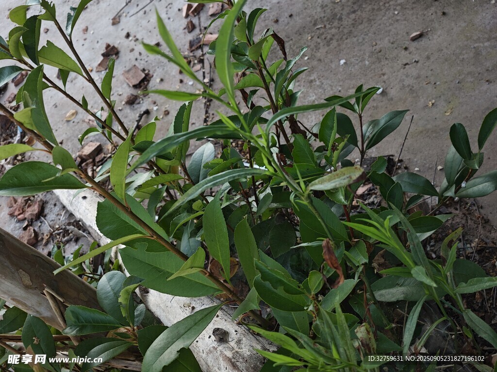 墻邊綠植特寫