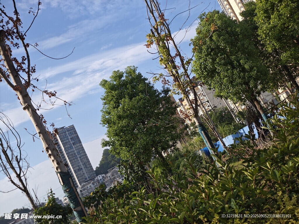 城市綠植與遠處高樓景觀
