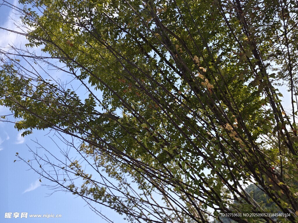 藍(lán)天映襯下的蔥郁樹(shù)枝