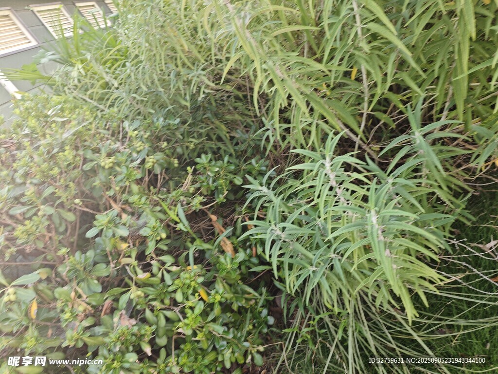 繁茂綠植景觀