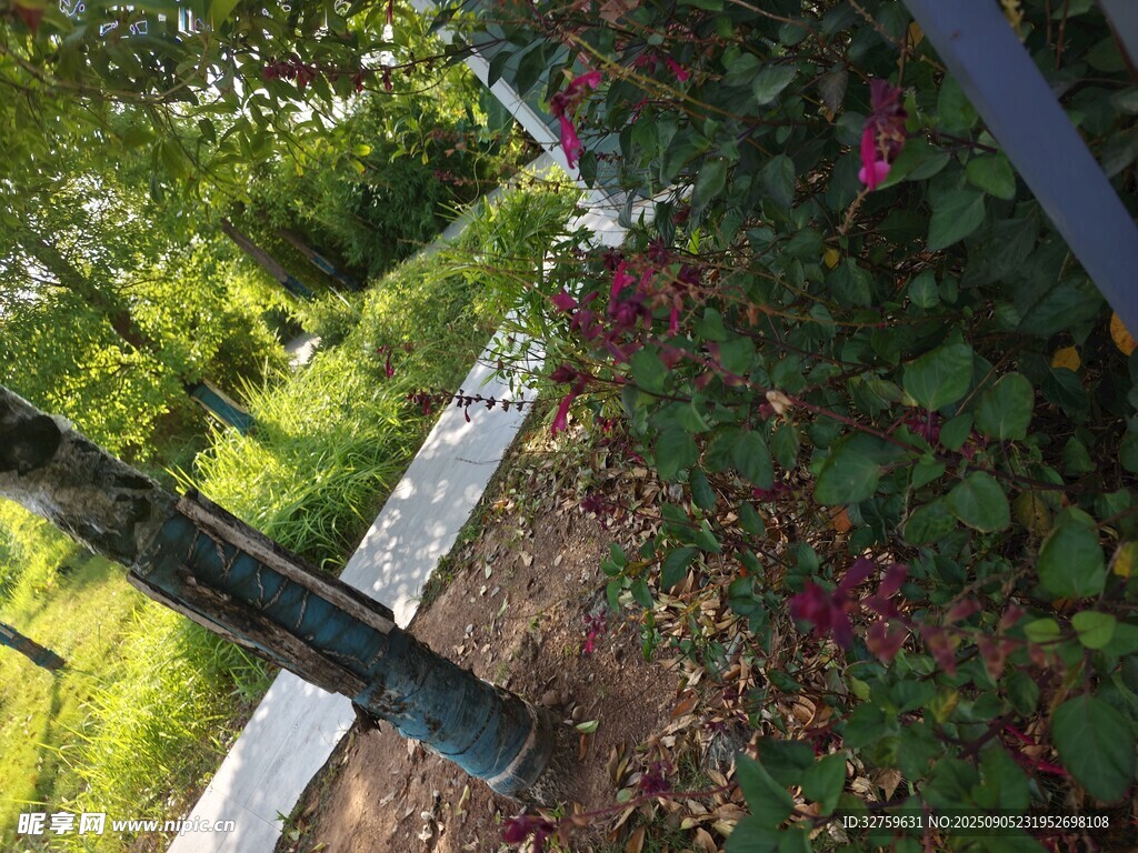林間小徑旁的綠植與樹木