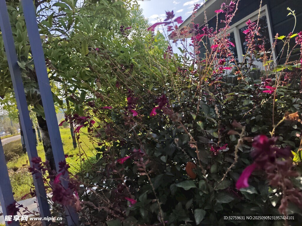 繁花簇擁的戶外景致