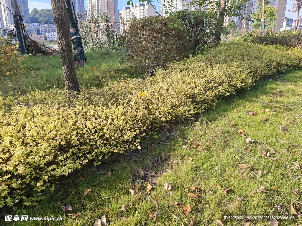 路邊綠植景觀