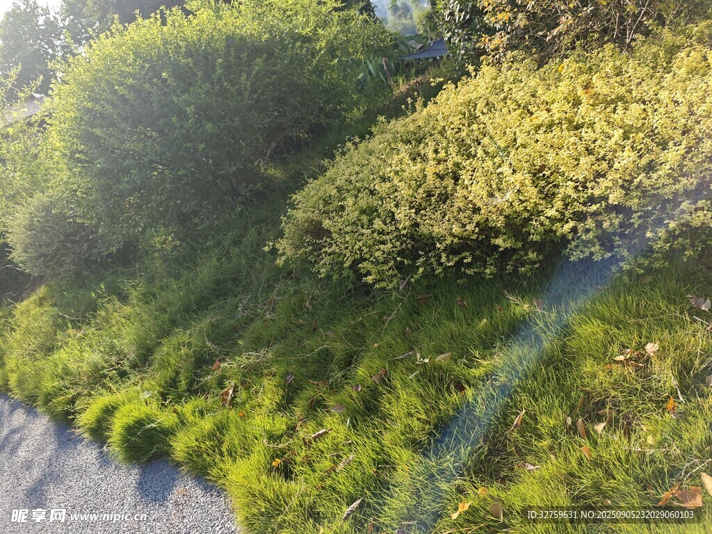 路邊蔥郁綠植風景