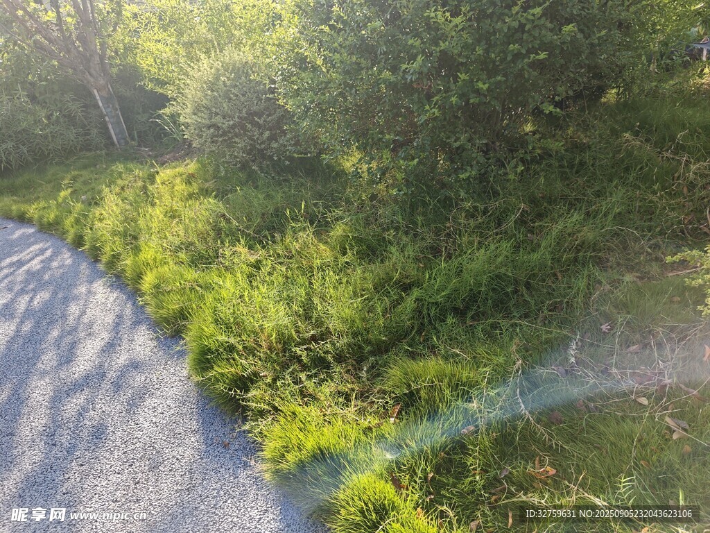 林間小道旁的蔥郁綠植