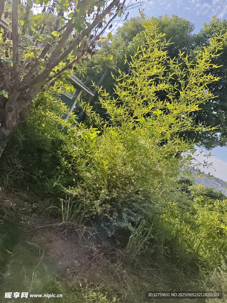陽光下的蔥郁綠植