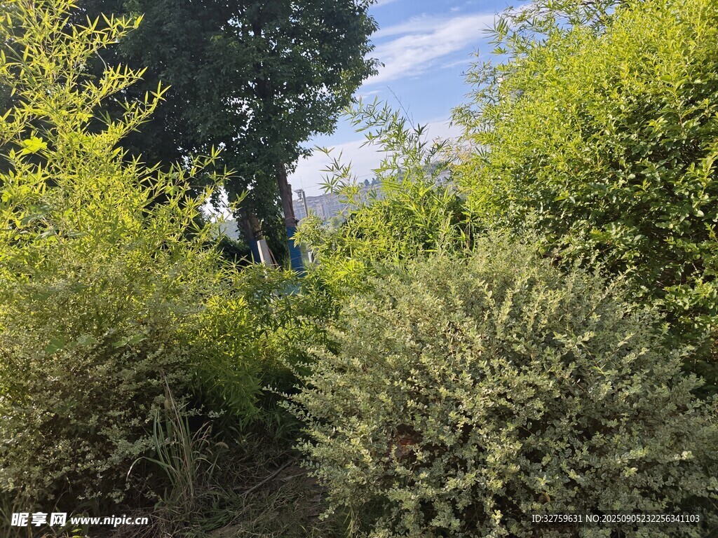 林間綠植景觀