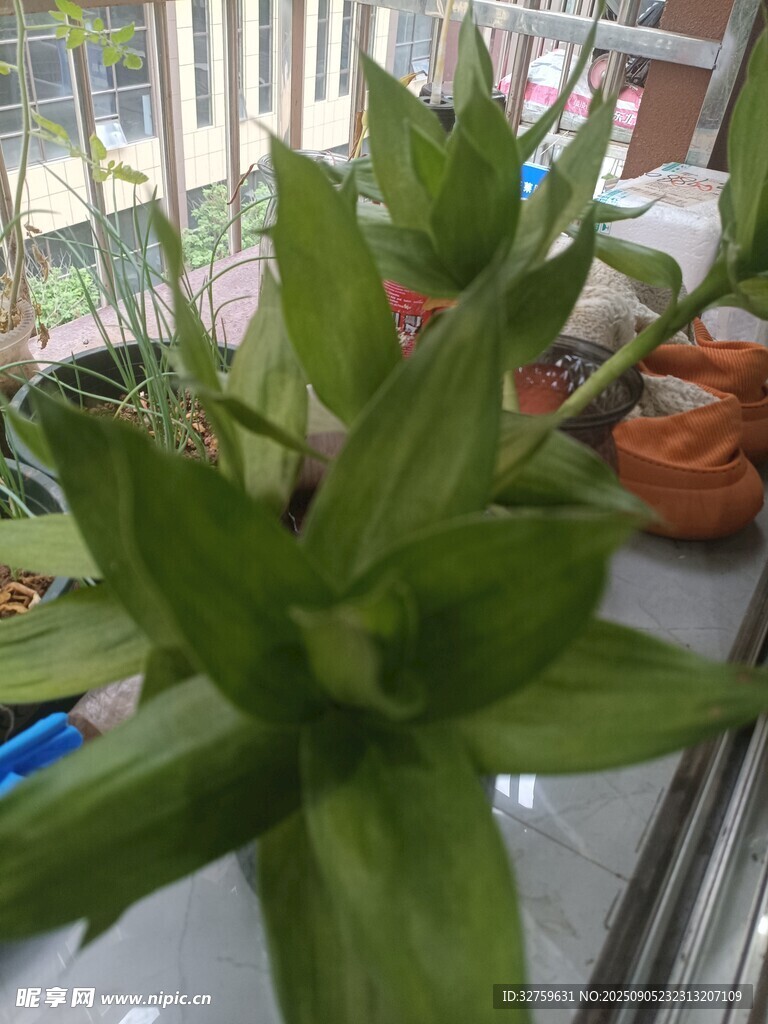 室內綠植盆栽展示