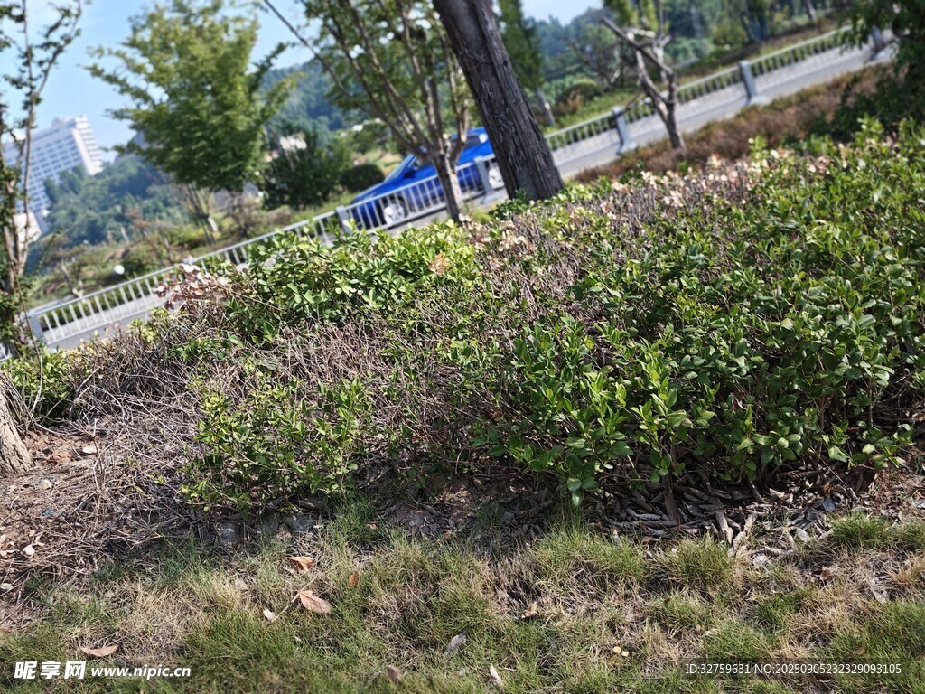 路邊綠植景觀