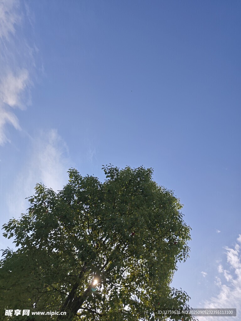藍天綠樹風景圖