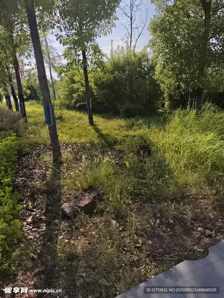 林間綠意盎然的自然景致