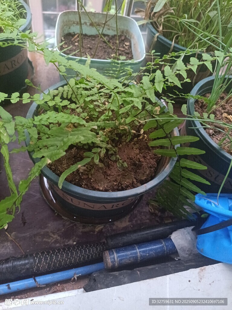 盆栽蕨類植物展示