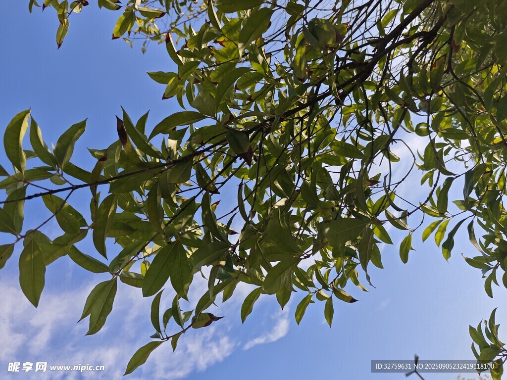 藍(lán)天綠葉樹枝清新景致