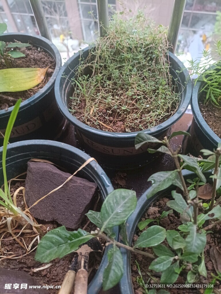 多樣盆栽植物展示