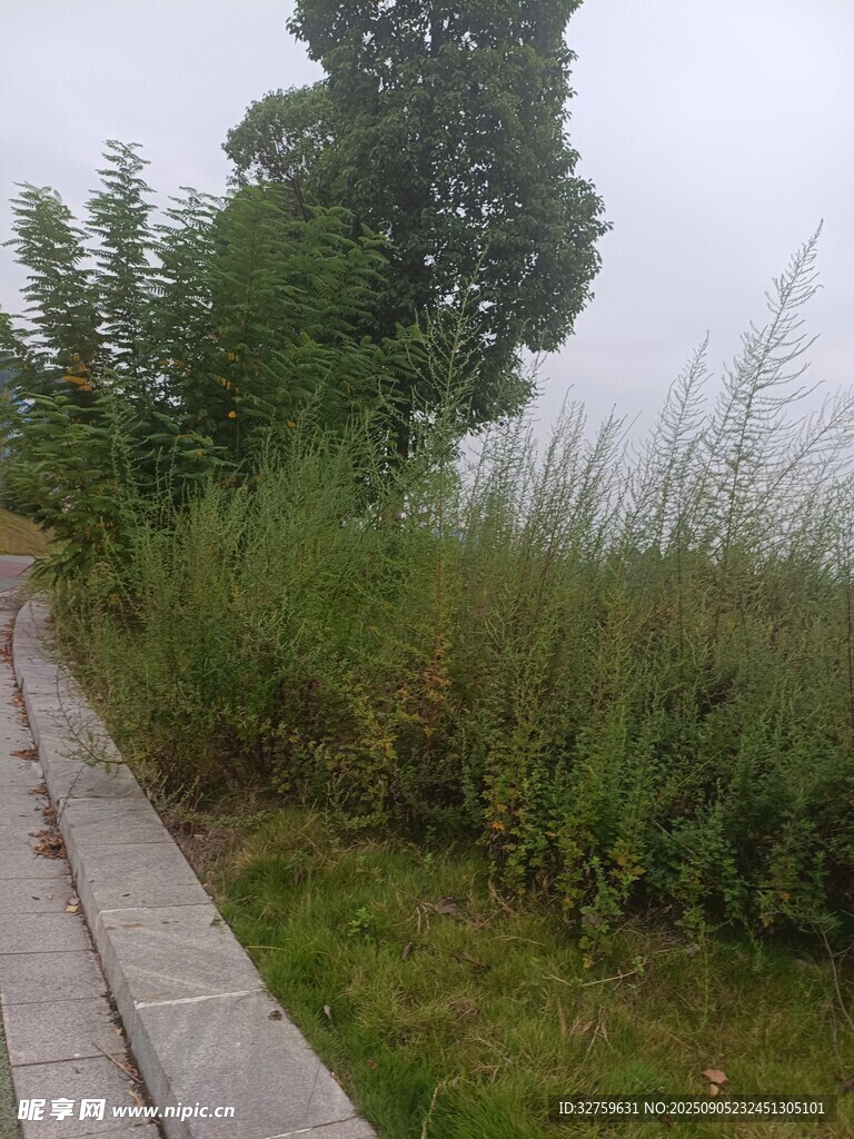 霧中木徑旁的蔥郁草木