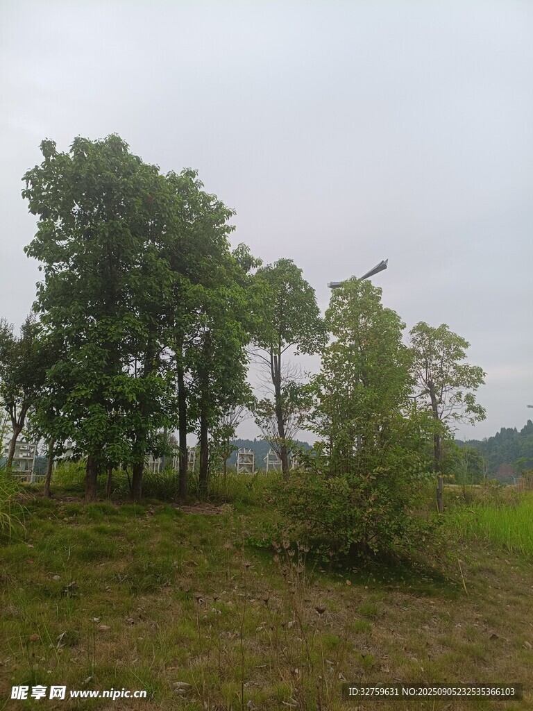 野外綠樹草地自然景象