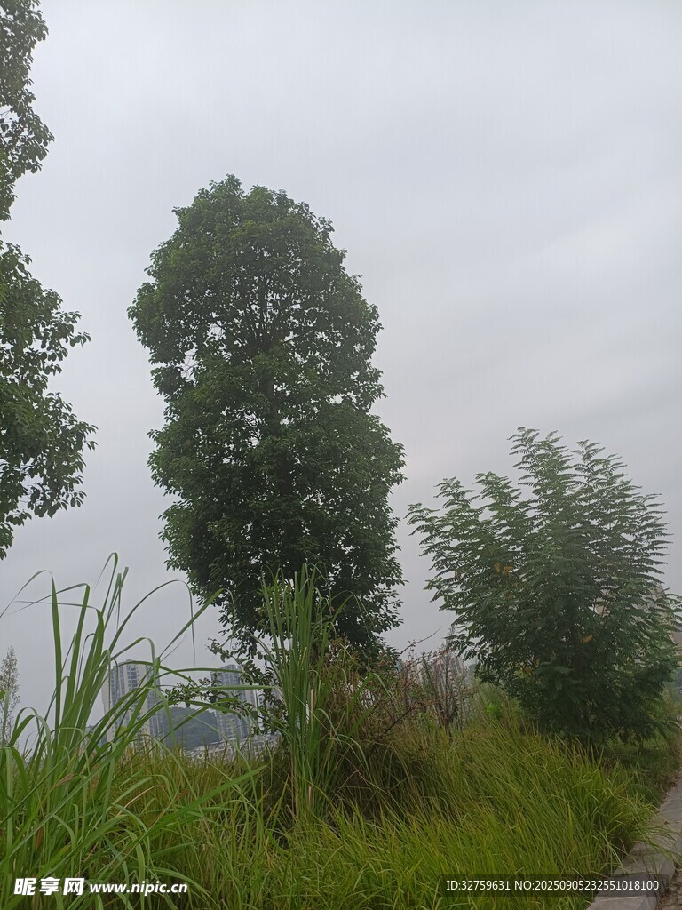 鄉(xiāng)村路旁綠樹與野草景觀