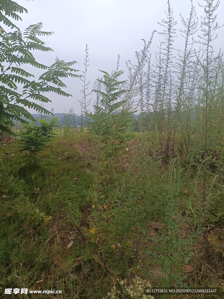 霧中草木繁茂的林間小徑