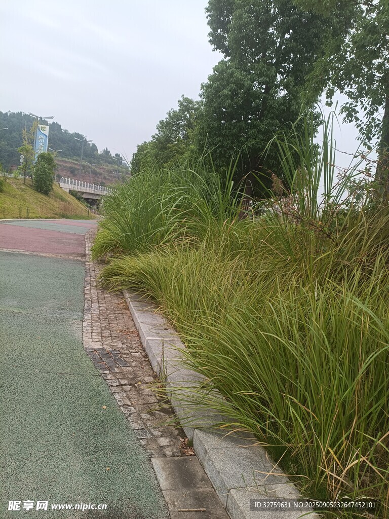 路邊茂盛草叢與綠植景觀
