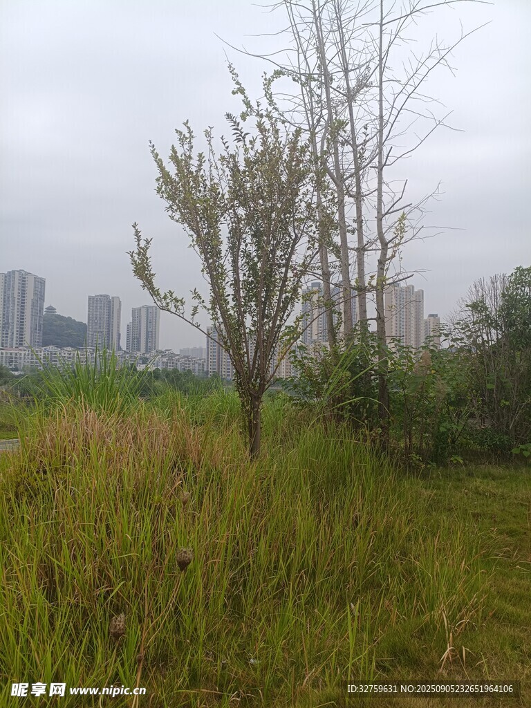 城市邊的荒野草木景觀