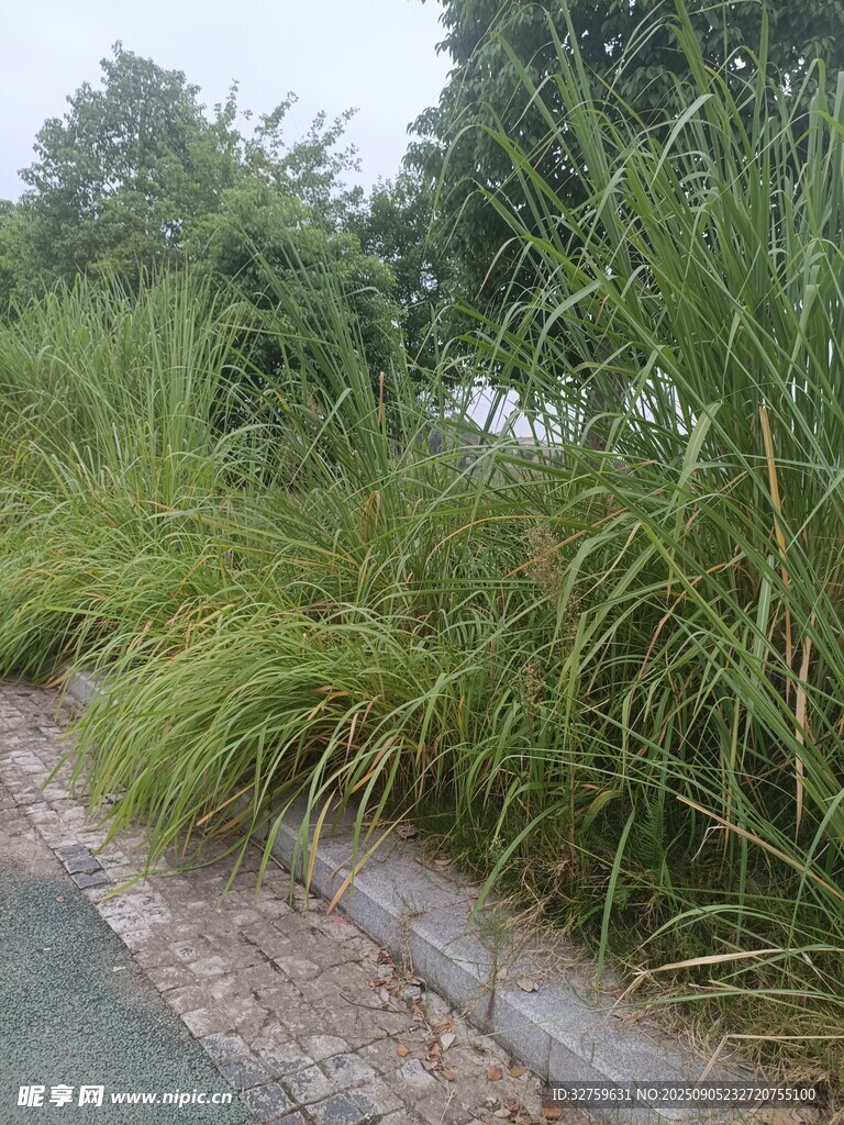 路邊茂盛的綠色草叢