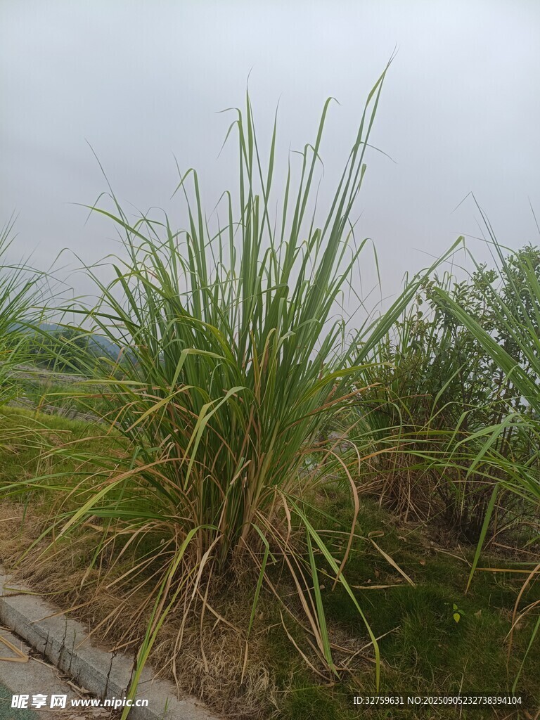 野外叢生的綠色高大植物