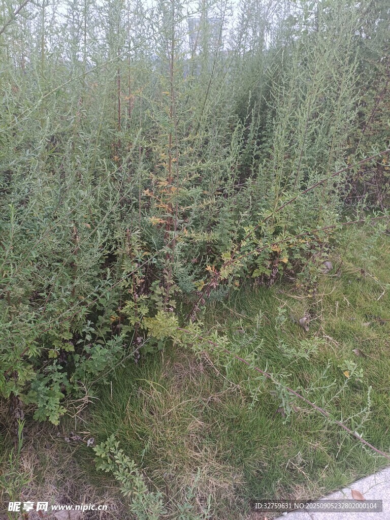 野外綠植叢生景象