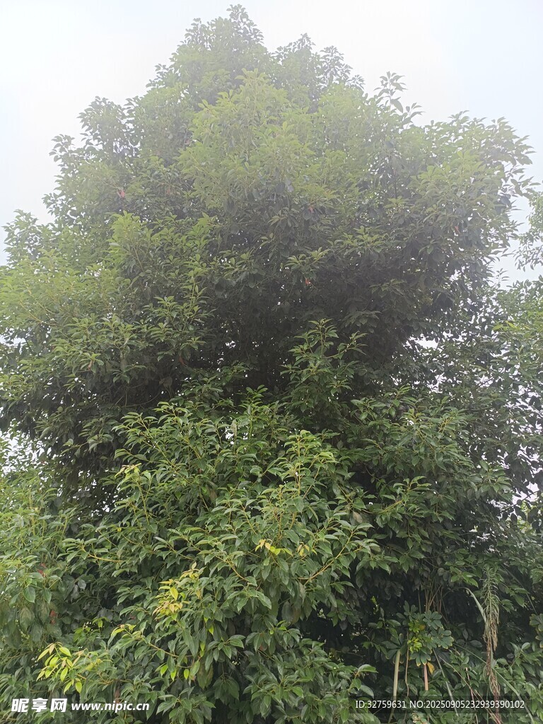 高大蔥郁的樹木景觀