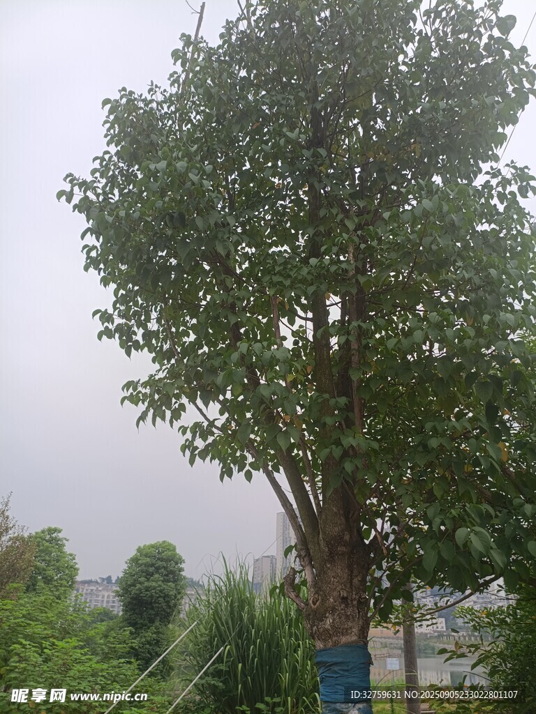 高大蔥郁的戶外樹木