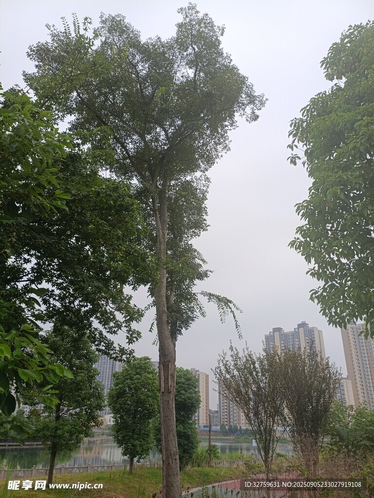 城市中的綠樹景觀