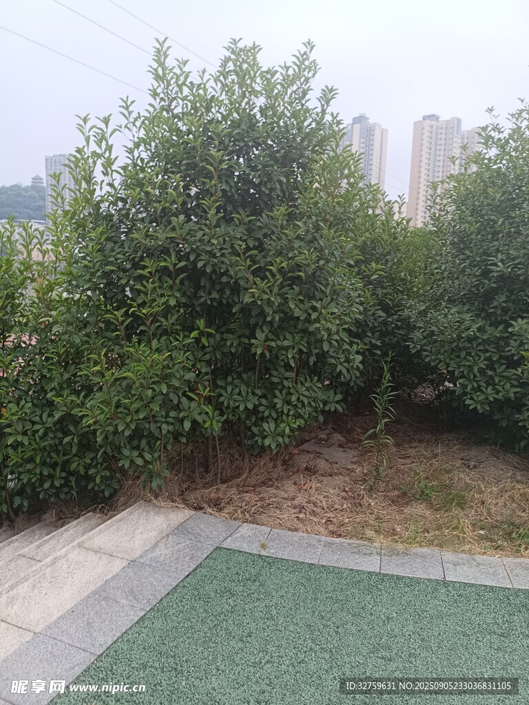 城市中的綠植景觀