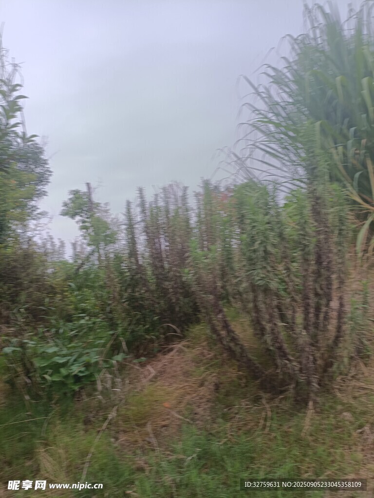 霧中草木景觀
