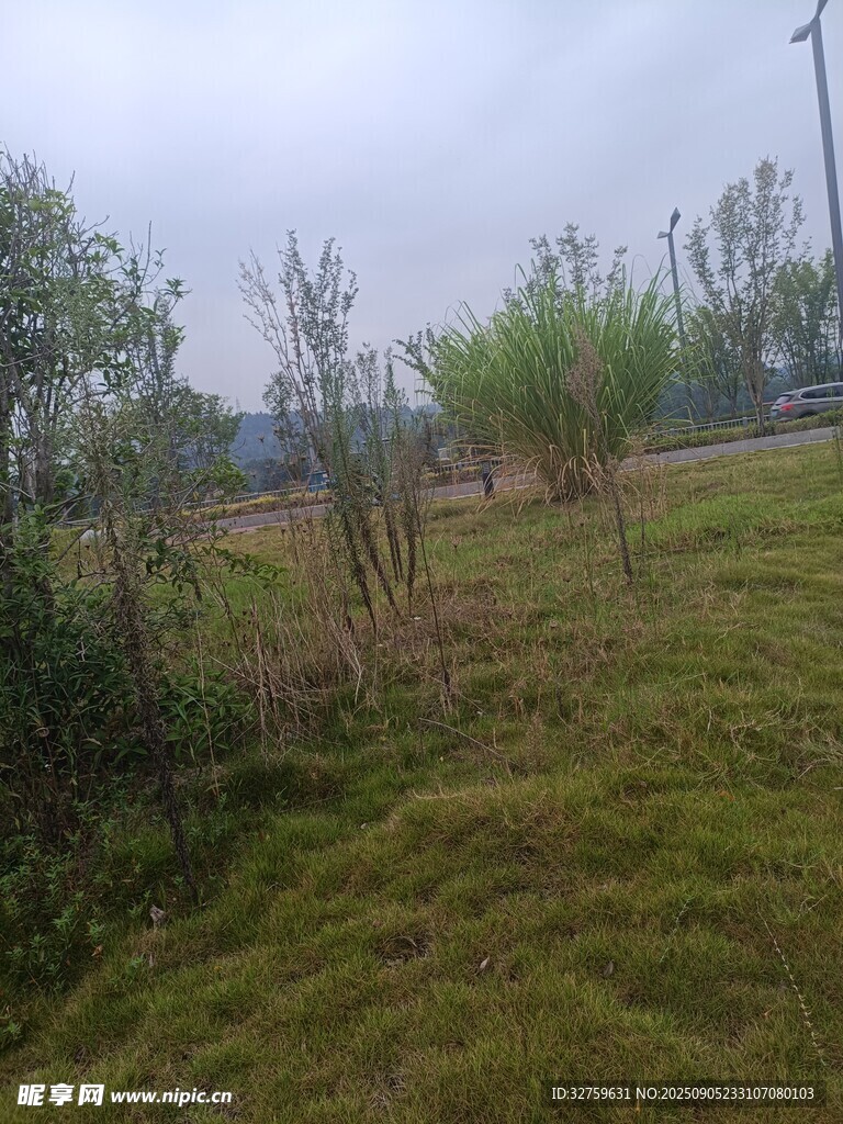 戶外草地樹木景觀圖