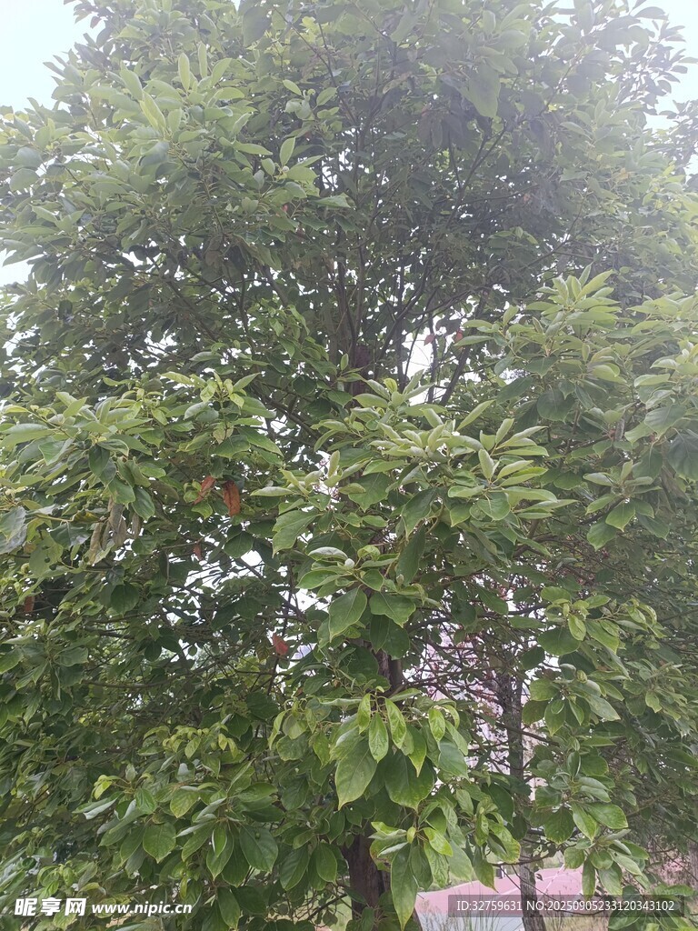 綠葉繁茂的高大樹木