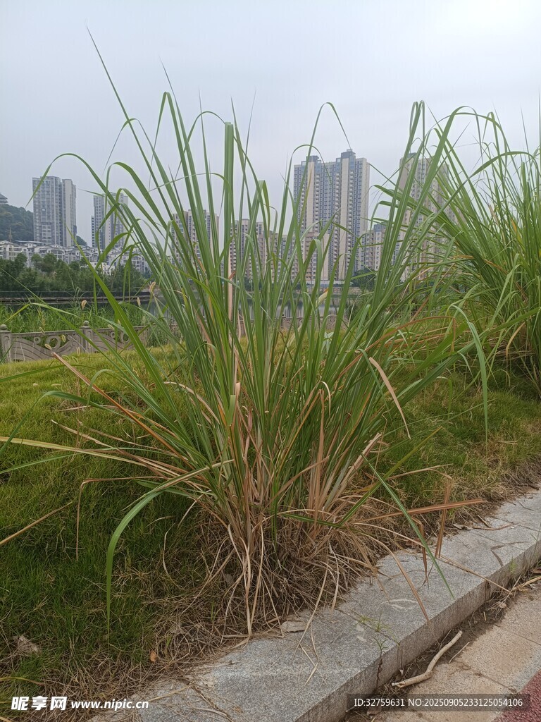 路邊茂盛的綠色草叢
