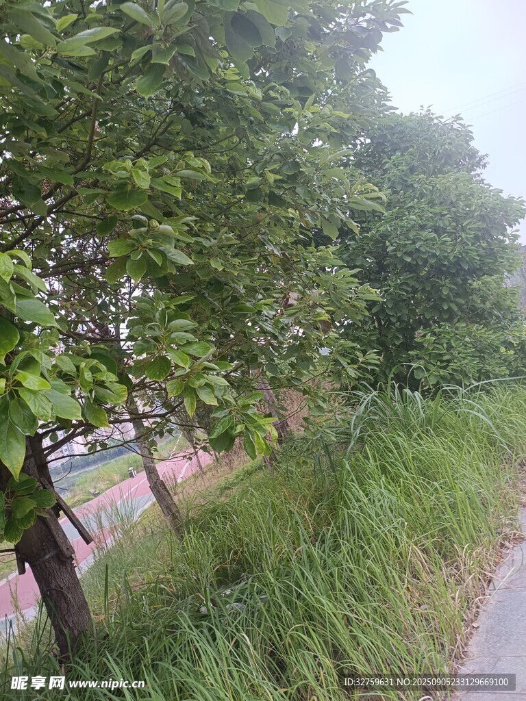 林間小徑旁的蔥郁綠植