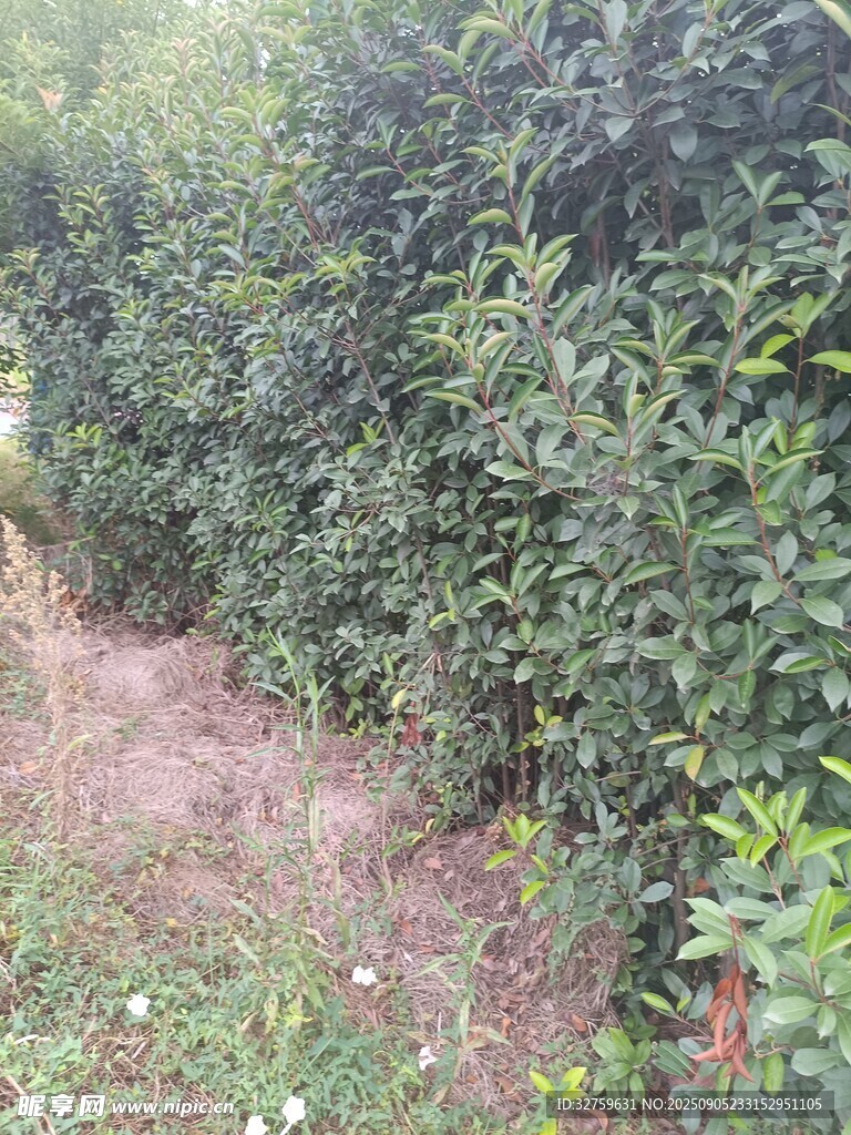 果園中的綠植小徑