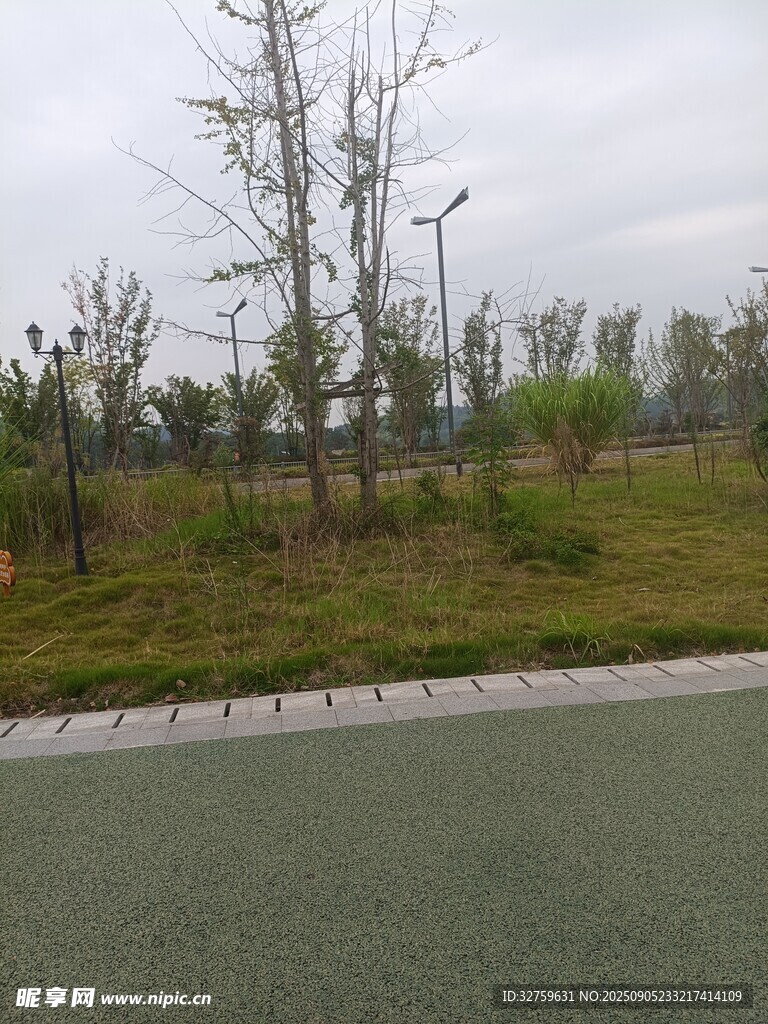 道路旁的稀疏樹(shù)木景觀