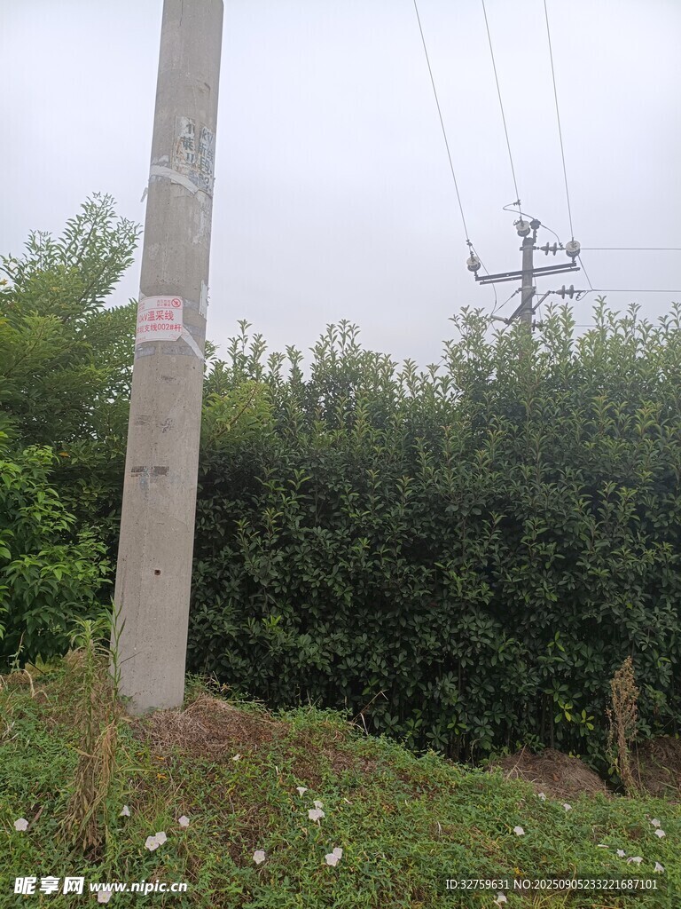 田野中的電線桿與綠植