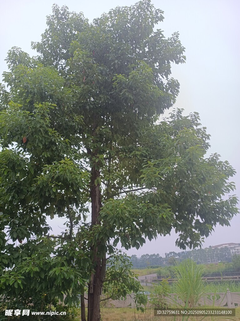 田野中的茂盛綠樹